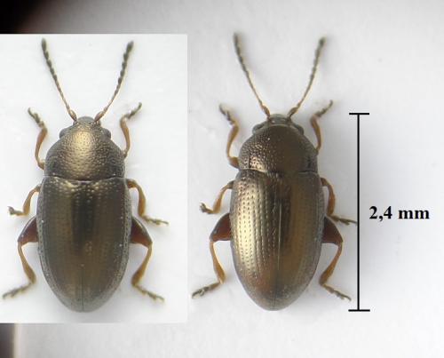 Réf. 253 433 : Mantura chrysanthemi